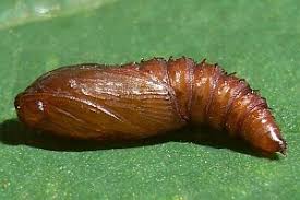 Attēlu rezultāti vaicājumam “Eudemis porphyrana”