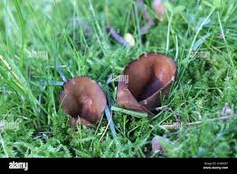 Attēlu rezultāti vaicājumam “Otidea bufonia”