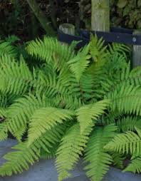 Attēlu rezultāti vaicājumam “Cribraria costata stalked”