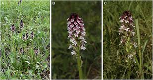 Attēlu rezultāti vaicājumam “Orchis ustulata”