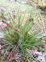 Attēlu rezultāti vaicājumam “Luzula multiflora”