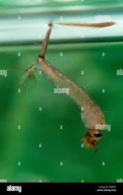 Attēlu rezultāti vaicājumam “Culex pipiens larva”