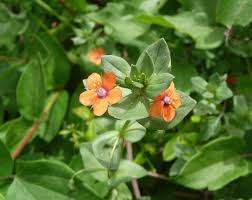 Attēlu rezultāti vaicājumam “Anagallis arvensis leaf”