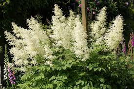 Image result for Aruncus dioicus