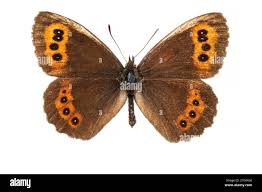 Attēlu rezultāti vaicājumam “Erebia aethiops upperside”