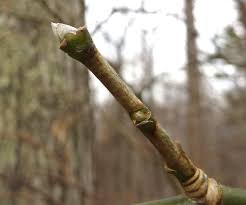 Image result for Laburnum anagyroides