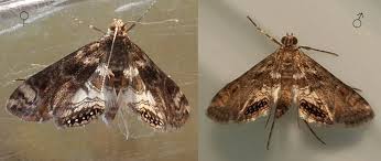 Attēlu rezultāti vaicājumam “Cataclysta lemnata”