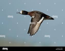 Attēlu rezultāti vaicājumam “Aythya fuligula female”