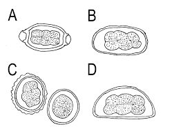 Attēlu rezultāti vaicājumam “Trichia contorta sessile”