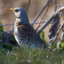 Attēlu rezultāti vaicājumam “Turdus pilaris adult”