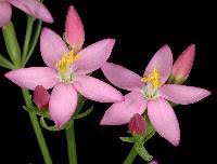 Image result for Centaurium erythraea