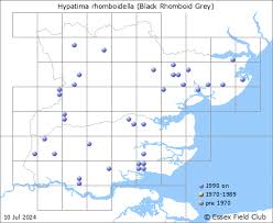 Attēlu rezultāti vaicājumam “Hypatima rhomboidella”