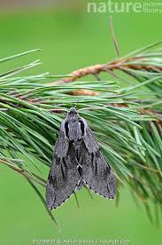 Attēlu rezultāti vaicājumam “Sphinx pinastri”