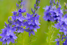 Image result for Veronica teucrium