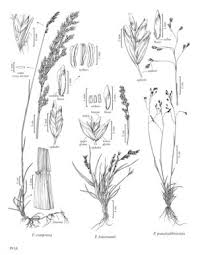 Attēlu rezultāti vaicājumam “Poa compressa”