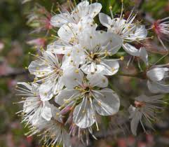 Attēlu rezultāti vaicājumam “Prunus (plum-tree) flower”