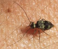 Attēlu rezultāti vaicājumam “Metylophorus nebulosus”