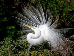 Attēlu rezultāti vaicājumam “Egretta alba adult”