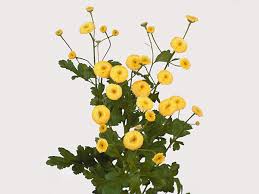 Image result for Chrysanthemum ptarmiciflorum