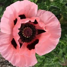 Image result for Papaver orientale