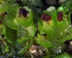 Attēlu rezultāti vaicājumam “Lophozia”