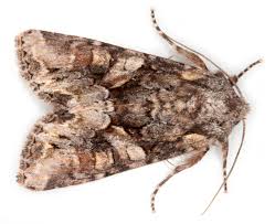 Attēlu rezultāti vaicājumam “Lacanobia contigua”