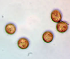 Attēlu rezultāti vaicājumam “Physarum rubiginosum plasmodium”