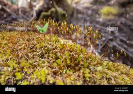 Attēlu rezultāti vaicājumam “Aulacomnium androgynum sporophyte”