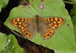 Attēlu rezultāti vaicājumam “Pararge aegeria underside”