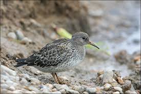 Attēlu rezultāti vaicājumam “Calidris maritima adult”