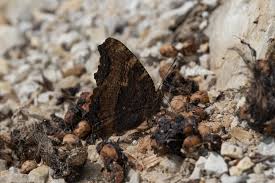 Attēlu rezultāti vaicājumam “Nymphalis polychloros upperside”