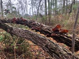 Attēlu rezultāti vaicājumam “Exidia recisa”