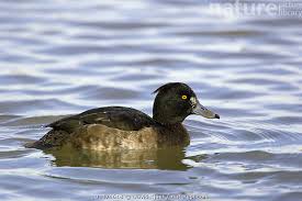 Attēlu rezultāti vaicājumam “Aythya fuligula female”