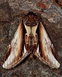 Attēlu rezultāti vaicājumam “Pheosia gnoma male”