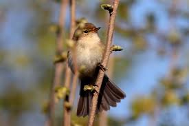 Attēlu rezultāti vaicājumam “Phylloscopus collybita”