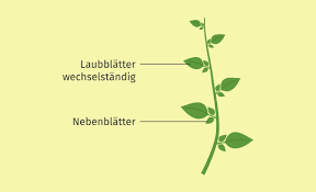 Image result for Rosengewächse