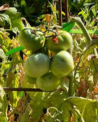 Afbeeldingsresultaat voor marmande jaune tomato
