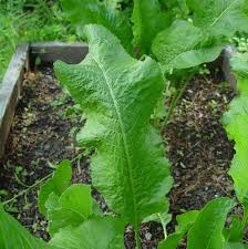 Attēlu rezultāti vaicājumam “Armoracia rusticana”