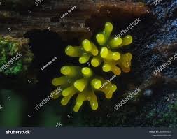 Attēlu rezultāti vaicājumam “Ceratiomyxa fruticulosa plasmodium”