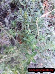 Attēlu rezultāti vaicājumam “Thymus pulegioides leaf”