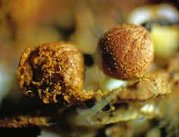 Attēlu rezultāti vaicājumam “Cribraria ferruginea macro”