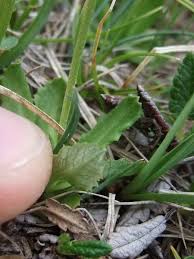 Attēlu rezultāti vaicājumam “Primula farinosa bud”