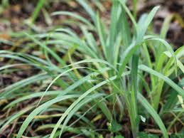 Attēlu rezultāti vaicājumam “Carex remota leaf”
