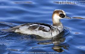 Attēlu rezultāti vaicājumam “Mergus albellus”