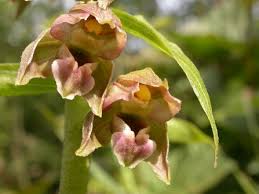 Attēlu rezultāti vaicājumam “Epipactis helleborine flower”