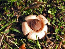 Attēlu rezultāti vaicājumam “Geastrum rufescens”