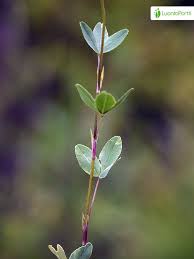 Attēlu rezultāti vaicājumam “Trifolium spadiceum flower”