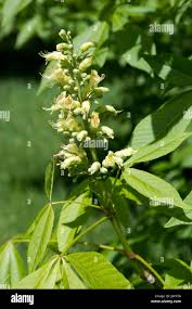 Attēlu rezultāti vaicājumam “Aesculus x neglecta flower”