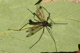 Attēlu rezultāti vaicājumam “Dictenidia bimaculata male”