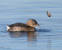 Image result for Podilymbus podiceps